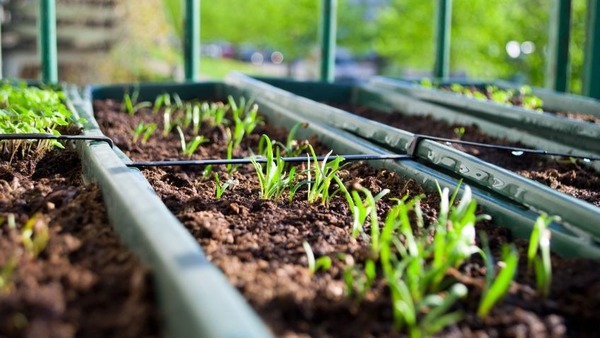 Se inicia campaña para crear huerta urbanas y suburbanas