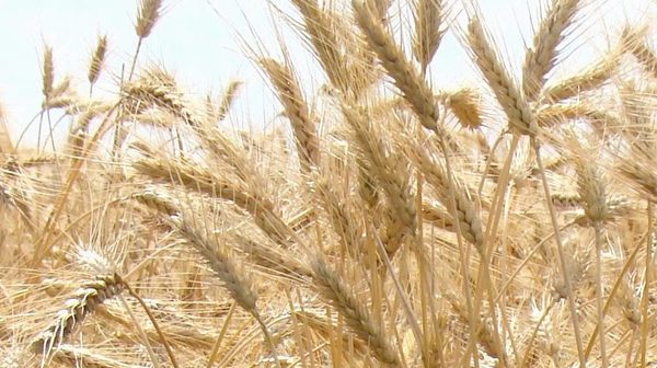 Siembra de unas 160 mil hectáreas de trigo en Alto Paraná en etapa final
