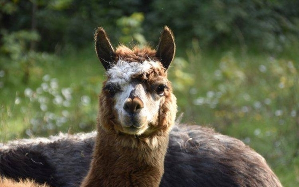 HOY / Hallan "fuerte" anticuerpo contra el covid-19 en alpacas