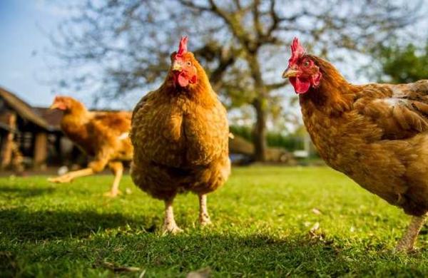 La plaga de pollos salvajes en Nueva Zelanda tras la cuarentena por el coronavirus - SNT