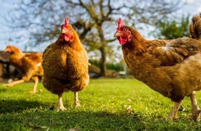 La plaga de pollos salvajes en Nueva Zelanda tras la cuarentena por el coronavirus - C9N