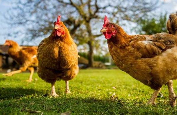 La plaga de pollos salvajes en Nueva Zelanda tras la cuarentena por el coronavirus   - C9N