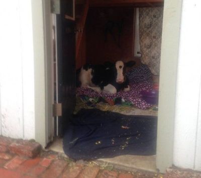 SE COMPRÓ UNA VACA DE MASCOTA CON SU PRIMER SUELDO