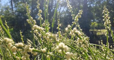 Cultivan plantas medicinales