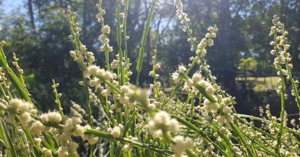 Cultivan plantas medicinales