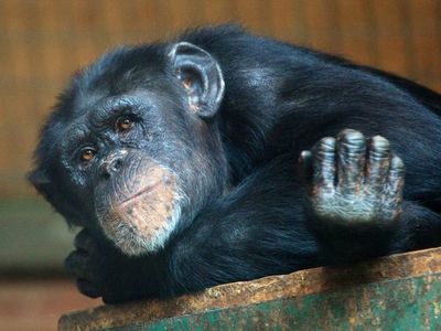 Investigadores descubren que algunos chimpancés tienen un hueso en el corazón