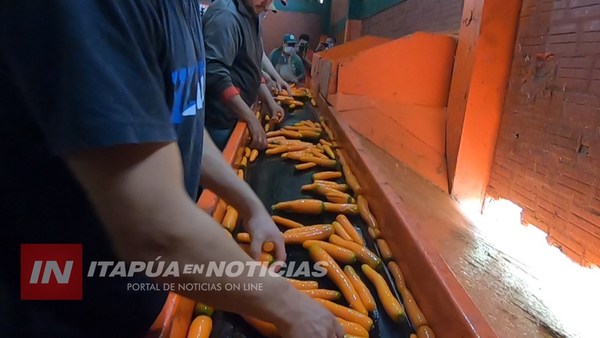 MAG ARTICULARÁ COMERCIO DE ZANAHORIA PARA BALANCEADO ANIMAL. 