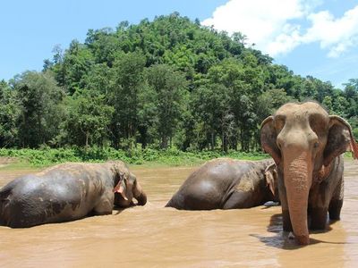 Ola migratoria de elefantes en Tailandia por el coronavirus