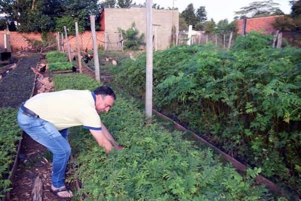 Distribuirán cinco plantines por familia por el mes del árbol - Nacionales - ABC Color