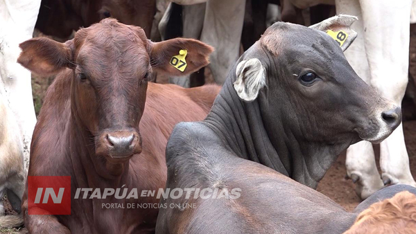 PANDEMIA COMPLICA PROVISIÓN DE INSUMOS A PRODUCTORES.