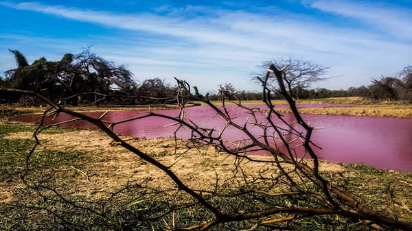 Laguna del Chaco se tiñó de “rojo sangre”