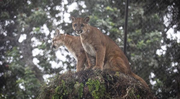 Tres pumas rescatados del tráfico ilegal se recuperan en el zoológico de Lima » Ñanduti