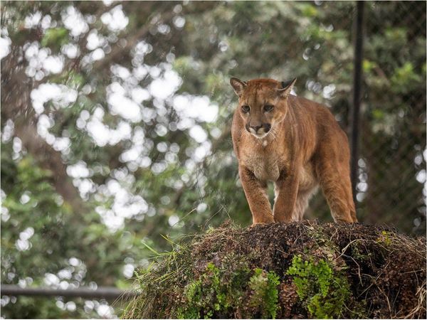 3 pumas rescatados del tráfico ilegal se recuperan en el zoológico de Lima