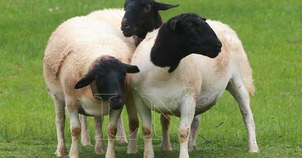 Paraguay realizó exportación de ovinos a Argentina