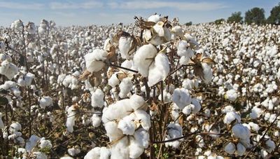 Algodoneros presentan ambicioso proyecto resucitar al oro blanco