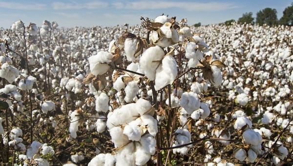 Algodoneros presentan ambicioso proyecto resucitar al oro blanco