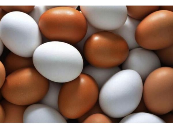El huevo, alimento nutritivo y sano