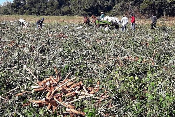 Se reactiva venta en finca de la mandioca - Economía - ABC Color