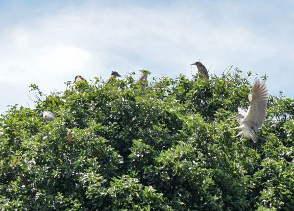 Lucraron con la tercera edad ¿Qué te hace pensar que un árbol les va a interesar? - Lectores Opinan - ABC Color