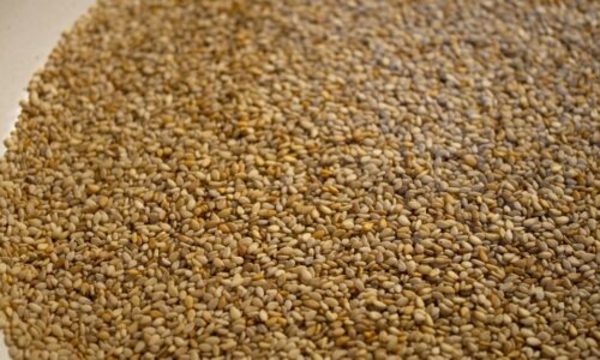 » Las exportaciones de sésamo aumentaron 36,2% en volumen