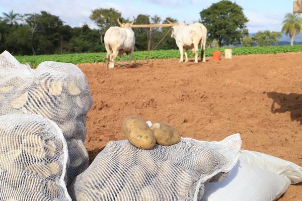 MÁS DE 2.000 AGRICULTORES ARRANCARON PRODUCCIÓN DE PAPA NACIONAL