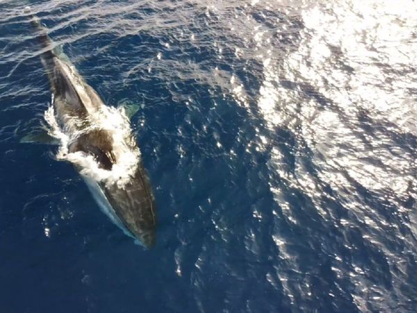 Avistada una ballena de 20 metros que vaga sin cola por la costa