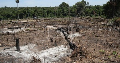 Paraguay es el segundo país más deforestador de Sudamérica