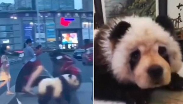 Detuvieron a una mujer por pasear a un panda, pero resultó ser un Chow Chow