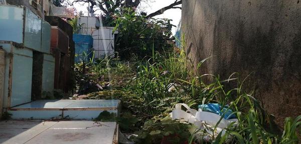 Concejales piden limpieza del camposanto – Prensa 5