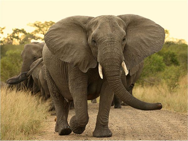 Investigan misteriosas muertes de unos 154 elefantes en Botswana
