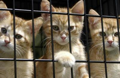 Rescatan a 700 gatos robados que serían vendidos a locales de comida en China - SNT