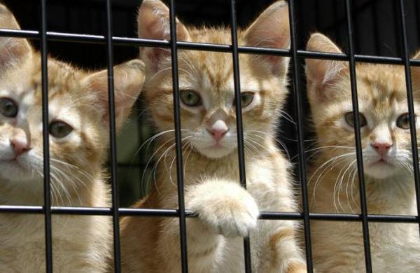 Rescatan a 700 gatos robados que serían vendidos a locales de comida en China - C9N