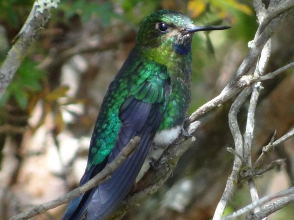 Los colibríes ven colores que los humanos no pueden percibir