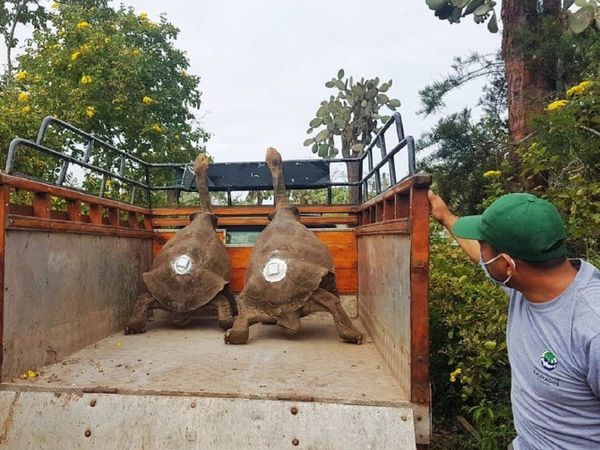 La tortuga Diego, que salvó a su especie, fue devuelta a su isla en Galápagos