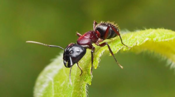 Un tercio de los insectos están en riesgo de extinción - Mascotas - ABC Color