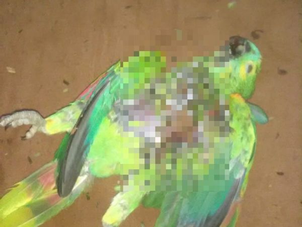 Vecina "ñaña" mató a un lorito de 12 años