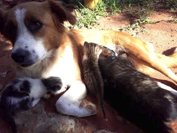 Gatos hijos de perra, la ¡sensación en Ñemby! | Crónica