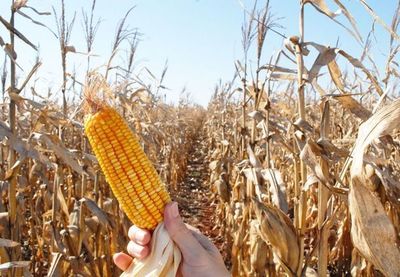 BNF de San Juan Nepomuceno no puede dar crédito agrícola por falta de funcionaria - Nacionales - ABC Color