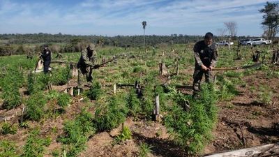 Destruyen 7 hectáreas de marihuana en Canindeyú   - Nacionales - ABC Color