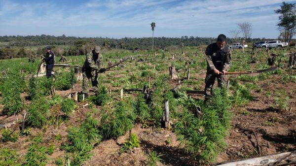Destruyen 7 hectáreas de marihuana en Canindeyú - Nacionales - ABC Color
