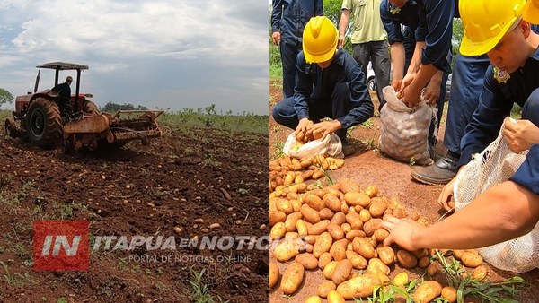 200 PRODUCTORES DE PAPA YA CUENTAN CON SEMILLAS EN ITAPÚA