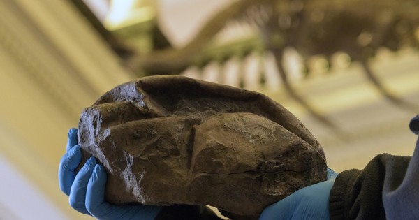 “La Cosa”: Gran huevo prehistórico