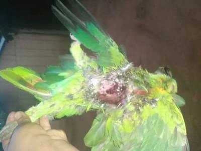 Oiko un “lori-cidio” en Capiibary ndaje | Crónica