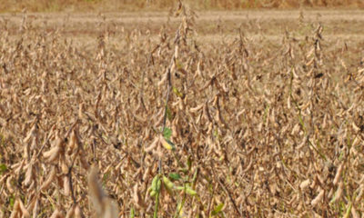 » Prevén crecimiento de la producción de soja en zafra 2020/21
