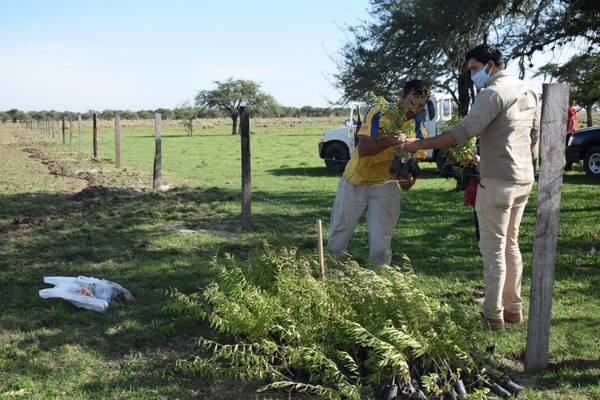 EBY entrega plantas medicinales a productores de Santiago, Misiones - Digital Misiones