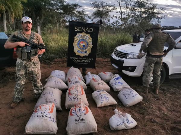 Decomisan más de 600 kg de marihuana