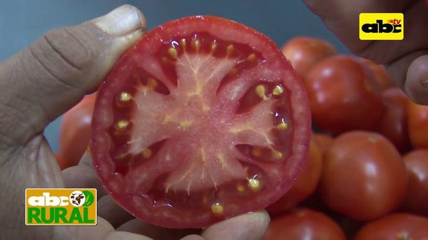 Abc Rural: Diferencias entre tomates híbridos - ABC Rural - ABC Color