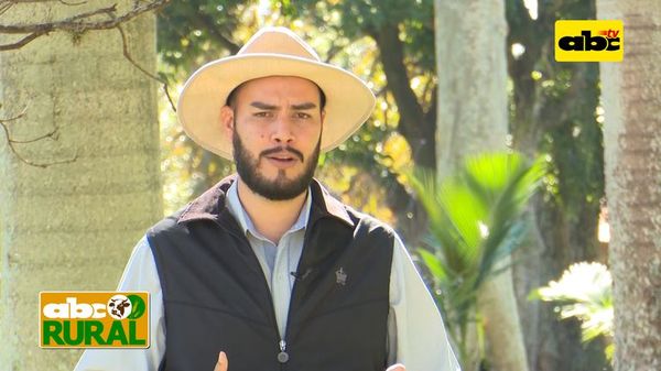 Abc Rural: Qué tener el cuenta durante el desarrollo del trigo - ABC Rural - ABC Color