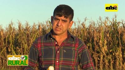 Abc Rural: Producción de maíz en etapa de cargado de granos - ABC Rural - ABC Color