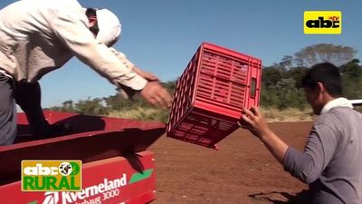 Abc Rural: Cómo es el cultivo mecanizado de papa - ABC Noticias - ABC Color